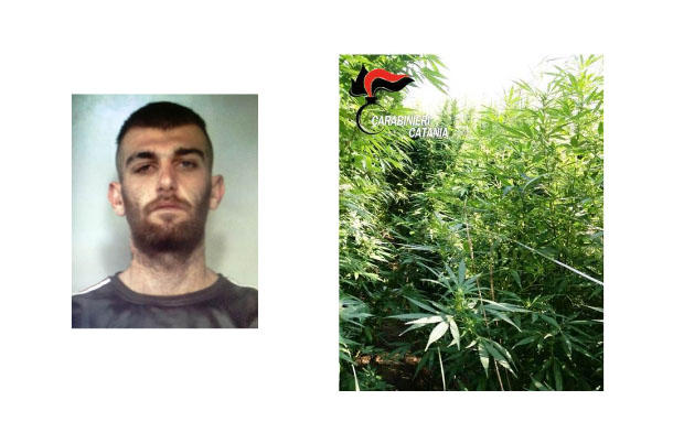 Coltivava piantagione di canapa indiana nell’Oasi del Simeto. Arrestato 21enne