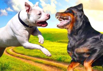 Alcantara-Jonio: cani pericolosi a spasso, museruola e guinzaglio &ldquo;a casa&rdquo;