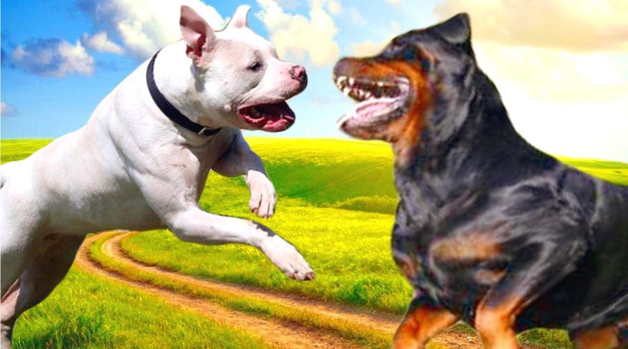 Alcantara-Jonio: cani pericolosi a spasso, museruola e guinzaglio “a casa”