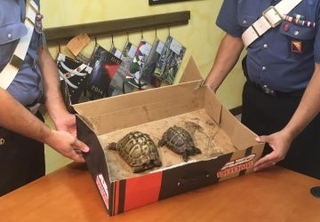 Mojo Alcantara: alla fiera del bestiame tenta di vendere due tartarughe in via di estinzione. Denunciato