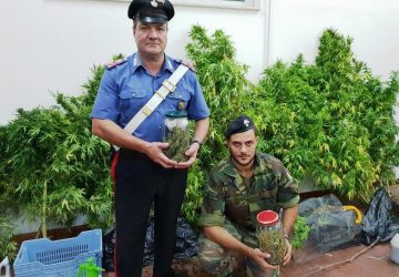 Biancavilla, scoperta una piantagione di canapa indiana: coltivatore in manette