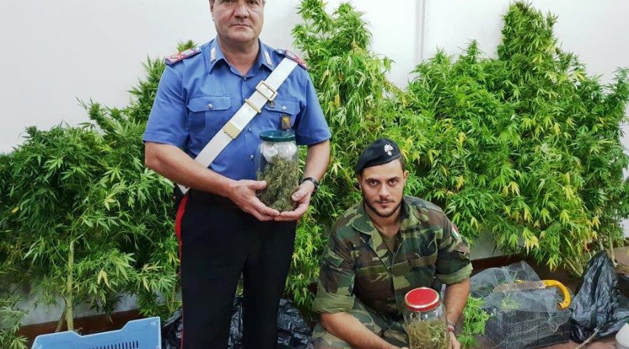 Biancavilla, scoperta una piantagione di canapa indiana: coltivatore in manette