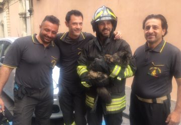 Giarre, vigili del fuoco salvano gatto caduto da un primo piano