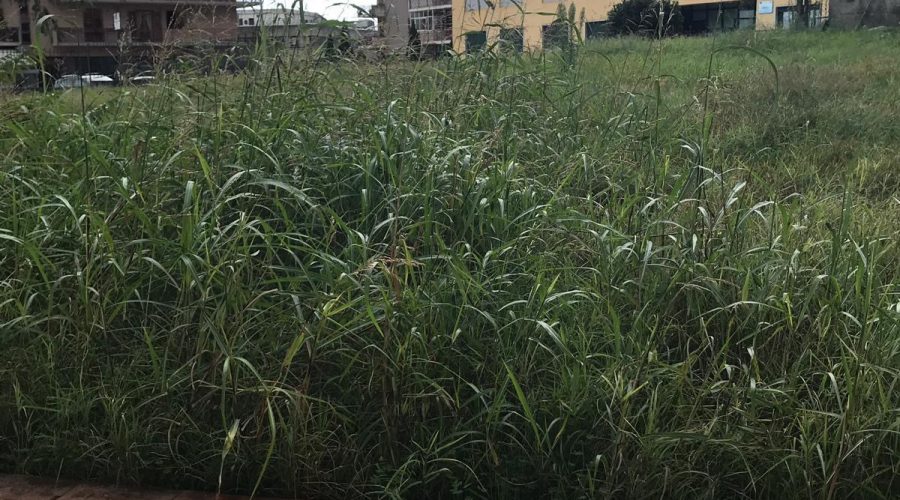 Giarre, plesso Collodi: sospese prove di evacuazione per erba alta VIDEO