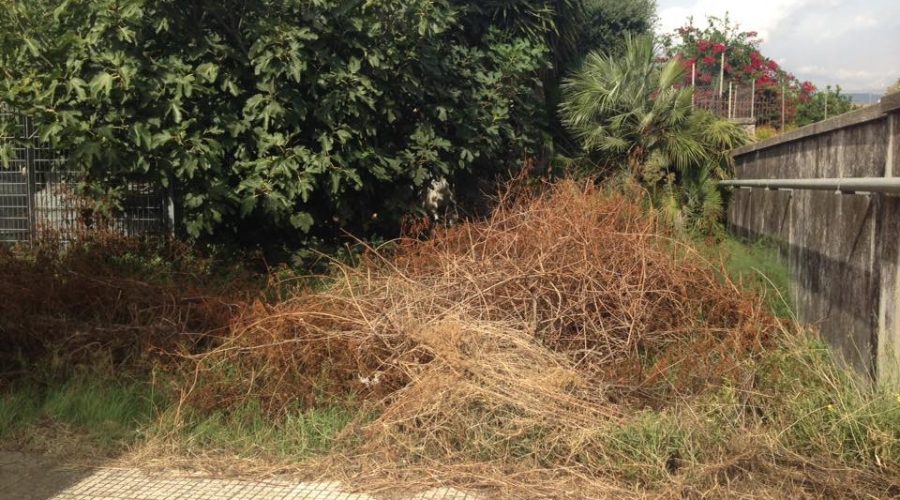 Giarre, docenti, nonni e bambini umiliano il sindaco: verde amazzonico a scuola