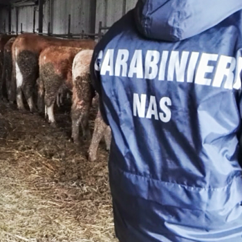 Mascali, nuovo sequestro di bovini e suini non tracciati in azienda di via Petralonga