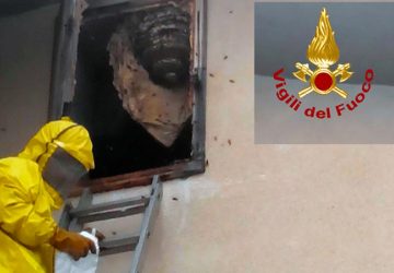 Torre Archirafi, calabroni sulla finestra di una abitazione: intervento dei Vigili del fuoco