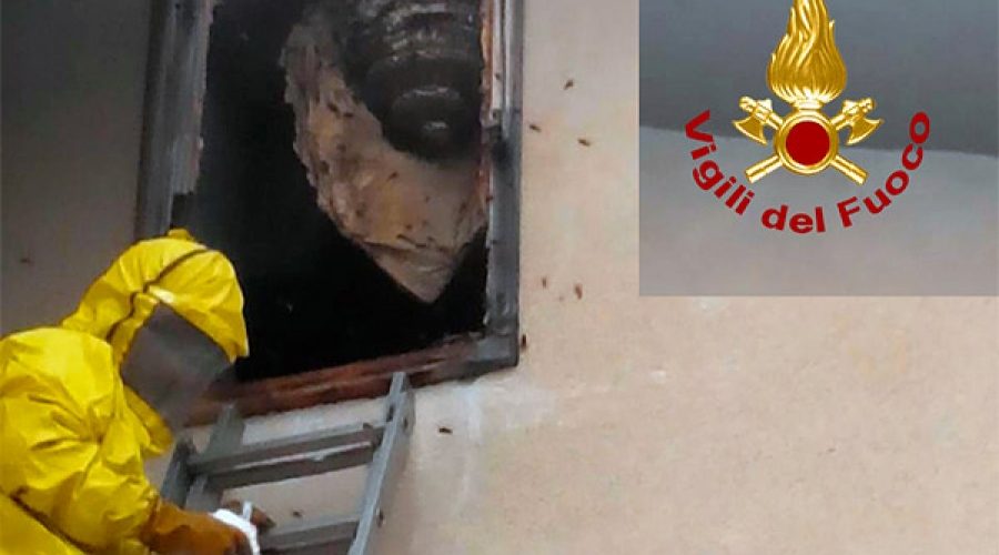 Torre Archirafi, calabroni sulla finestra di una abitazione: intervento dei Vigili del fuoco