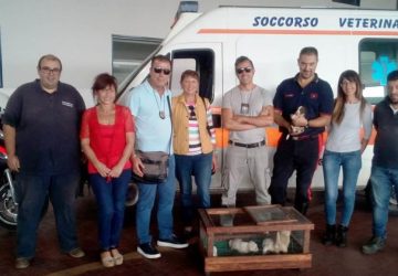 Catania, carabinieri salvano cinque cuccioli di cane abbandonati tra i rifiuti