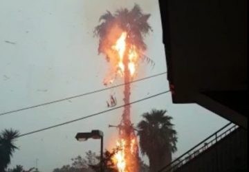 Fulmine incendia una palma a Tagliaborse. Auto in panne a Mascali