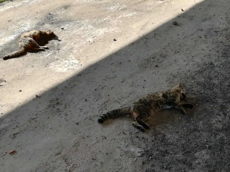Giarre, moria di gatti alla pista di atletica. Colonia felina a rischio?