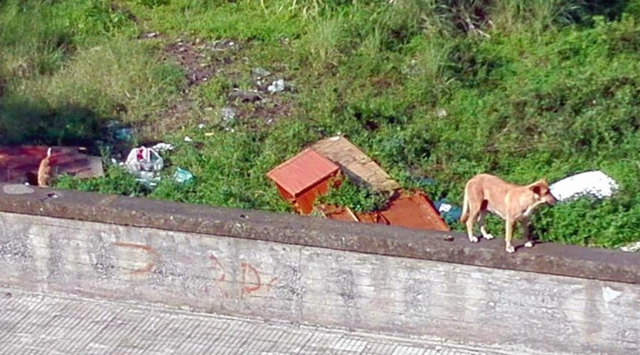 Giarre. Randagismo in Viale Don Minzoni: dodici cani abbandonati a se stessi