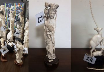 Catania, sequestro di statue di avorio il cui commercio &egrave; vietato: denunciato antiquario