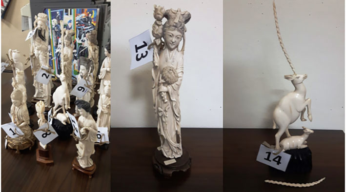 Catania, sequestro di statue di avorio il cui commercio è vietato: denunciato antiquario