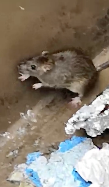 Giarre, avvistato un topo nei cassonetti dell’istituto Alberghiero