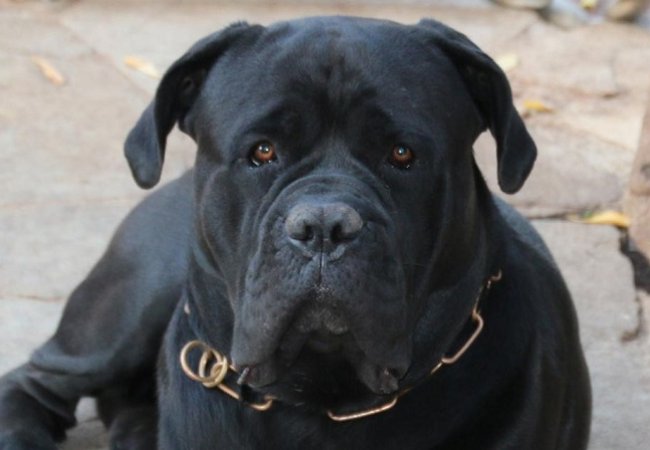 Giarre Chiedono Intervento Dei Vigili Per Un Cane Che Vaga Dentro