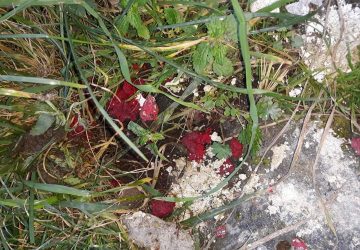 Presa, veleni per topi  in campagna: a rischio gatti e cani