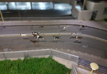 Policlinico di Catania: nuova aggressione di cani randagi ad un lavoratore