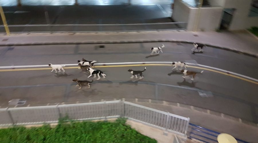 Policlinico di Catania: nuova aggressione di cani randagi ad un lavoratore