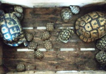 Vendeva illecitamente sul web testuggini protette: denunciato