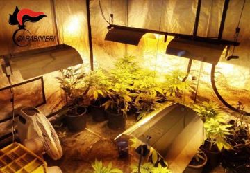 Randazzo, sequestrata una piantagione di canapa indiana: in manette il fattore