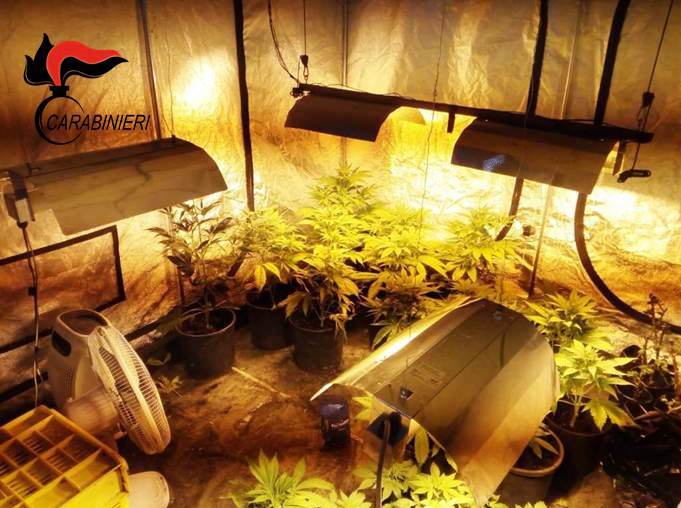 Randazzo, sequestrata una piantagione di canapa indiana: in manette il fattore