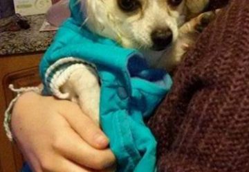 Mascali, allarme polpette avvelenate per cani a Fondachello. Morto un cagnolino