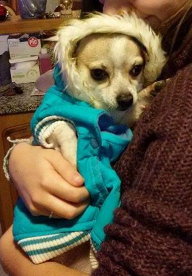 Mascali, allarme polpette avvelenate per cani a Fondachello. Morto un cagnolino