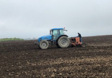 Piana di Catania, seminati 40 ettari di canapa industriale