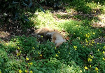 Randagismo, nel territorio siamo all'anno zero. L'appello dell'Arca: Comuni acquistino al pi&ugrave; presto un fucile spara anestetico