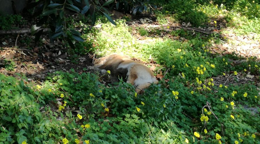 Randagismo, nel territorio siamo all’anno zero. L’appello dell’Arca: Comuni acquistino al più presto un fucile spara anestetico