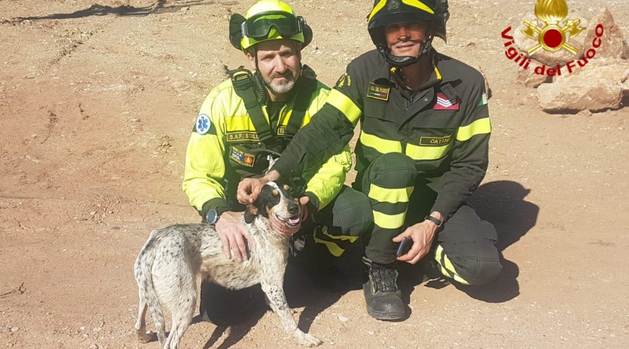 Calatabiano, Vigili del fuoco salvano un cane rimasto su uno scoglio del fiume Alcantara