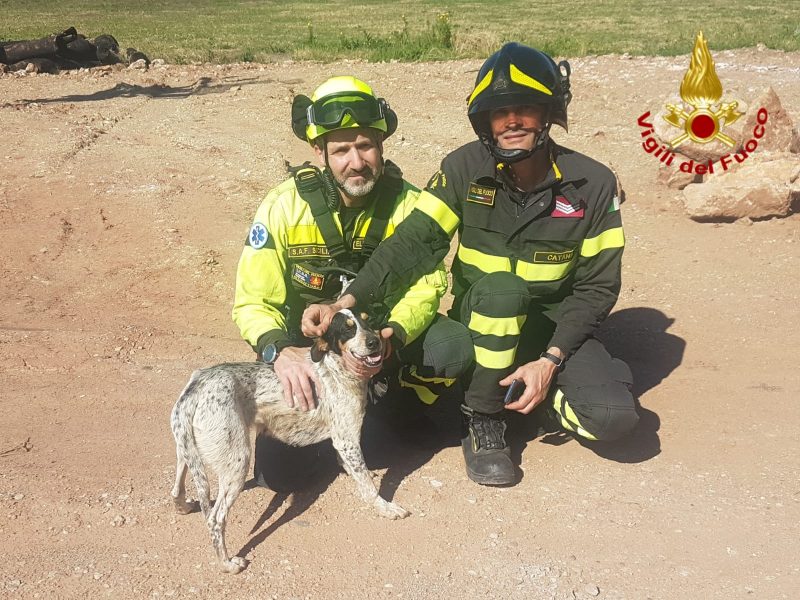 Calatabiano, Vigili del fuoco salvano un cane rimasto su uno scoglio del fiume Alcantara