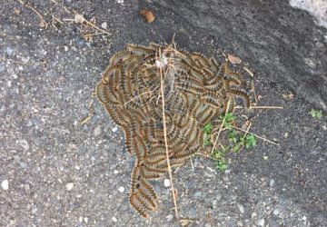 Allarme processionaria a Giarre