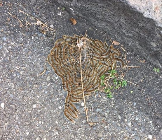 Allarme processionaria a Giarre