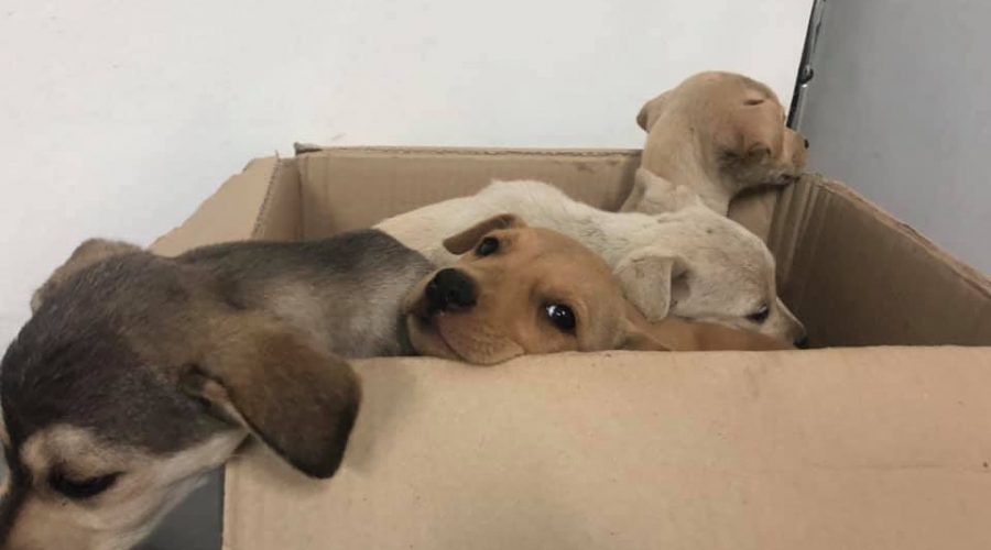 Giarre, commovente gara di solidarietà per 8 cuccioli abbandonati a Macchia