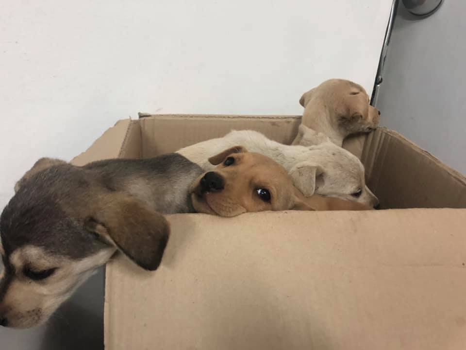Giarre, commovente gara di solidarietà per 8 cuccioli abbandonati a Macchia