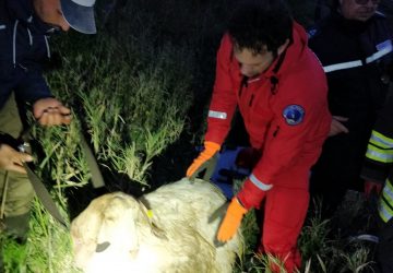 Caltagirone, Vigili del fuoco salvano capra finita dentro un pozzo