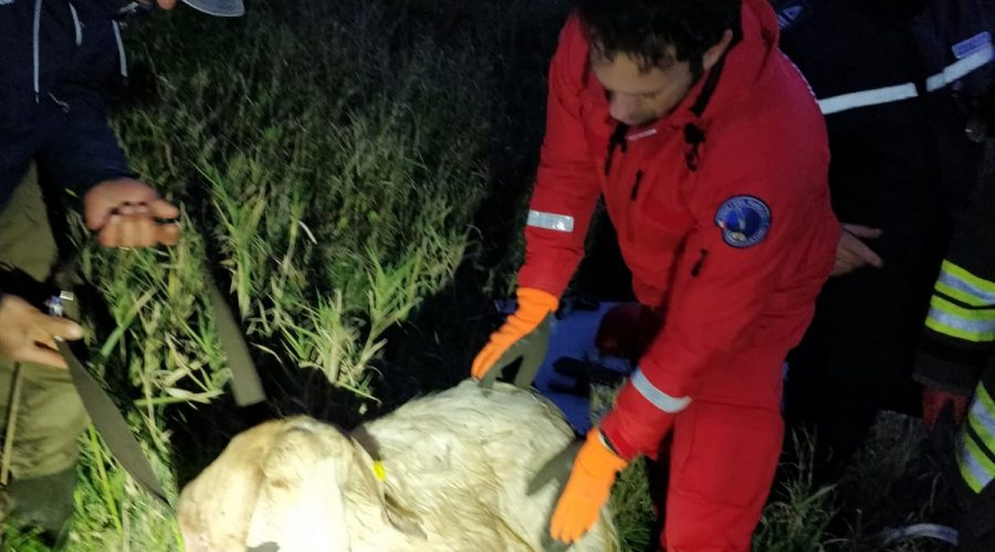 Caltagirone, Vigili del fuoco salvano capra finita dentro un pozzo