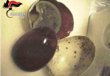 Catania, sequestrate dai Nas 800 uova di anatra provenienti dalla Cina
