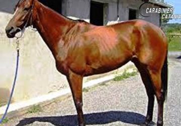 Corse di cavalli clandestine: purosangue sequestrato ad un pregiudicato catanese