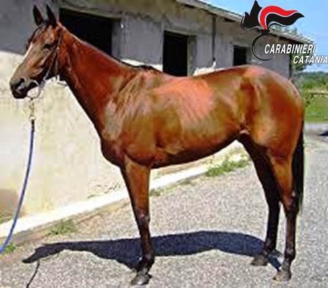 Corse di cavalli clandestine: purosangue sequestrato ad un pregiudicato catanese