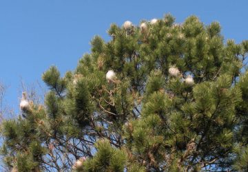 Giarre, al via le bonifiche della processionaria in diverse aree a verde