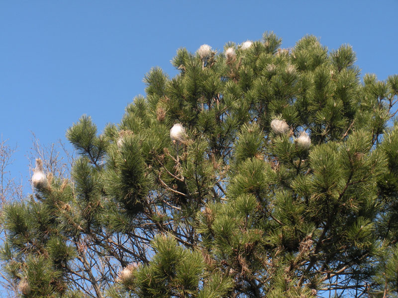 Giarre, al via le bonifiche della processionaria in diverse aree a verde