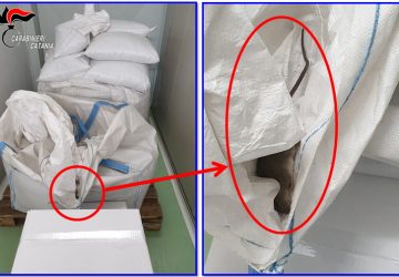 Bronte, topo morto tra &ldquo;l&rsquo;oro verde&rdquo;: denunciato il titolare di una azienda che lavora e confeziona il pistacchio