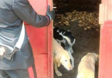 Zafferana, scoperto un canile lager: denunciata una coppia IL VIDEO