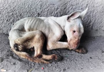 Catania, è morto “Gibby”  il cucciolo lasciato senza cibo e acqua in un garage di Librino