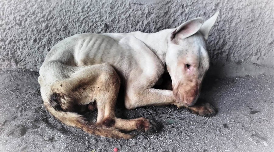 Catania, è morto “Gibby”  il cucciolo lasciato senza cibo e acqua in un garage di Librino