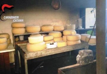 Prodotti caseari in pessimo stato di conservazione: denunciato allevatore e sequestrata azienda zootecnica
