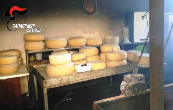Prodotti caseari in pessimo stato di conservazione: denunciato allevatore e sequestrata azienda zootecnica